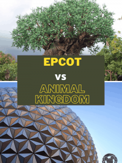 Epcot vs Animal Kingdom
